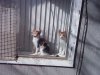 Patch and Rusty 2-20-20.jpg
