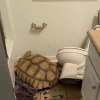 sulcata tips over toilet.jpg