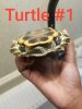 Turtle#1.jpeg