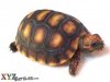 red-footed-tortoise-1.jpg