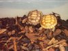 desert tortoise babies 8-25-18.jpg