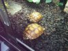 desert tortoise yearlings 3-15-20.jpg
