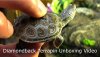 Diamondback Terrapin.jpeg