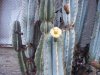 cactus 4-28-20 b.jpg