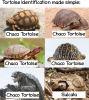 Tortoise ID.png