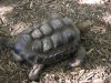misterious tortoise.jpg