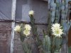 cactus 5-12-20 b.jpg