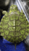turtle5.16.2020.PNG