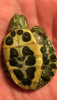 turtle3.PNG