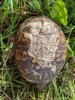 Turtle shell damage.jpg