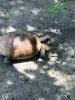 rsz_1gophertortoise_egmontkey.jpg