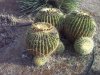 cactus 6-1-20 e.jpg