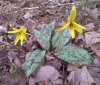 Trout Lily.jpg