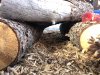 inside log hut, knot on bottom right log that is at his shell height.jpg