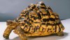 Leopard-tortoise-adult021.jpg