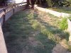 Russian tortoise yard 8-19-16 a.jpg