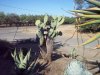 cactus b.jpg
