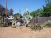 Cactus Garden 5-12-12 b.jpg