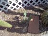 Len's cactus b.jpg