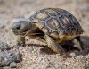 Desert tortoise baby.jpg