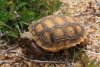 Desert tortoise baby 2.jpg