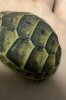 Tortoise Smooth Spots.jpg