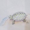 20200813_small turtle 03.jpg