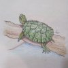 20200814_turtle on log 01.jpg