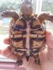 tortoise 086 2.jpg