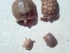 turts 002.JPG