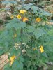 gourd_blossoms.jpg