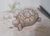IMG_20200817_box turtle.jpg