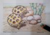 20200903_russian tortoises_FB Charly Blunden commission 800dpi.jpg