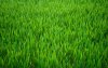 grass-pictures-1.jpg