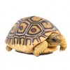 lepard tortoise.jpg