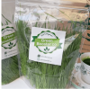 Fresh cut wheat grass.png