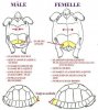 male vs female tortoises.jpg