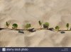 stp-85930-green-creeper-plant-growing-on-beach-sand-bhogwe-beach-maharashtra-CE6W0R.jpg