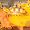 FL sulcata with arrow.jpg