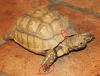 Sulcata ID.png