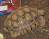 Sulcata 3.png