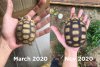 Sulcata growth mango.jpg