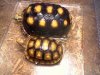3-19-10 2nd New Baby Red Foot Tortoise 001.JPG