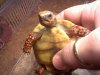 3-19-10 2nd New Baby Red Foot Tortoise 018.JPG