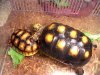 3-19-10 2nd New Baby Red Foot Tortoise 011.JPG