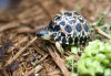 baby tort.jpg