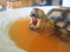 turtle yawn.jpg