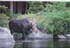 1324678-A_moose_in_Baxter_State_Park-Maine.jpg