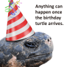 anything-can-happen-once-the-birthday-turtle-arrives-hope-your-52919695~2.png