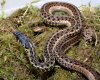 eastern garter snake.jpg